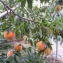 풍성한농장 이미지