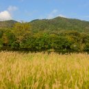 숲정이 티스토리