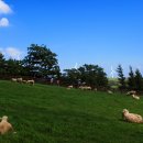 천인목장 이미지