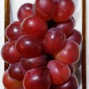 홍주농장 이미지