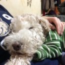 세림동물병원 이미지