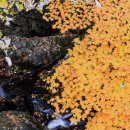 잣나무집 이미지