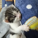 분평동물병원 | 새끼 고양이 배변 유도 실패 , 새끼 고양이 똥을 안 싸요 | 청주 한샘동물병원 다녀온 후기