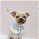 아임댕댕 이미지