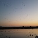 순천만 습지 이미지