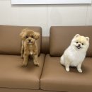 샤방하개 이미지