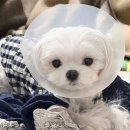 미래24시 | [24시 연산 동물의료센터] 강아지 위 개복술 후기