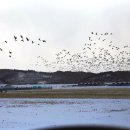 신성리생태공원 이미지