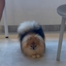 피터펫 카페 안산점 이미지