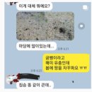 달고나민박 | 제주 여행, 달고나민박 후기