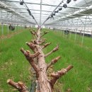 호동농장 이미지