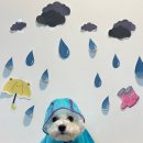 딩동댕독 이미지