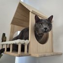 운정고양이호텔 이미지