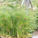 서울파피루스 이미지