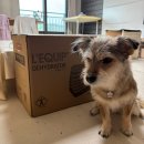 전원식품 | 리큅 8단 식품건조기 솔직 후기🐶: 다양한 강아지 간식만들기