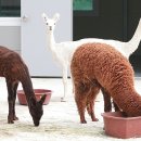 용석축산 연합뉴스