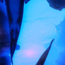 인스파이어 엔터테인먼트 리조트 이미지