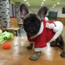 패밀리독 이미지