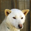 포돌이로 이미지