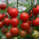 귀천농장 이미지