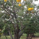 강일구농장 이미지