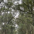 멕시칸치킨산호분점 | 같던 두 번째 하와이🏝️ 여행(카우아이, 오아후) 동선 공유, 현지 맛집 추천, 하얏트 글로벌리스트 후기 ♥️