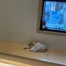 정훈동물병원 이미지