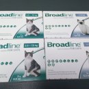 광주 고양이 분양 냥블리 광주점 이미지