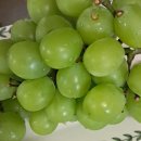 안성푸드(주)재능인쇄 | 큐레잇터 4기 포도 & 샤인머스켓 리뷰│50대 부부가 한 송이 순삭한 달콤한 맛