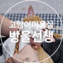 고양이 미용실 방울선생 | [경기/안산 반려동물 미용] 무마취 1:1 미용으로 냥이 마음부터 케어하는 &#34;고양이미용실 방울선생&#34; 🐱
