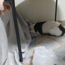 제일종합동물병원 이미지