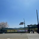 백리벚꽃길 | 경남 합천ㅣ벚꽃 개화상태 ‘백리벚꽃길’ 대구근교드라이브코스 비오는날 맑은날