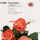 피치밸리 Daum카페