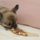 간식 리뷰]대형견간식 맛집 벨라스키친 천하장사 오리쵸코바, 천하장사 치킨둘리바 구매후기,정보,가격