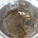 무안세발낙지 이미지