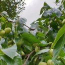 오도산황토펜션 이미지