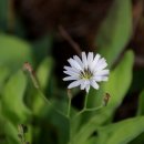 하천리-9 이미지