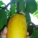 파파야1 이미지