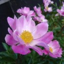 백운산약초