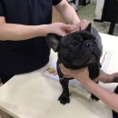 라온동물병원 이미지