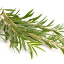 스토리펫 이미지