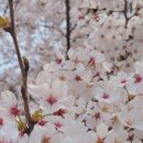 봄의 진미 가평 벚꽃길 이미지