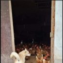 맥타가트 농장 이미지