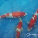 진천관상어 이미지