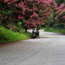 배롱나무길 이미지