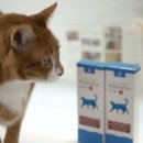 봄봄유통 | 고양이 수분보충제 링거캣 링거젤 내돈내산 솔직 급여 후기
