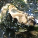 굴이야기 이미지