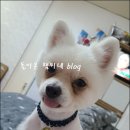꽃보다개냥 | 부천애견미용 꽃보다개냥 우리아들 털찐이 탈출기~