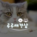 루루애견 이미지