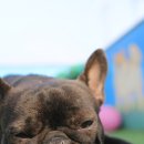 봉주르봉구 이미지